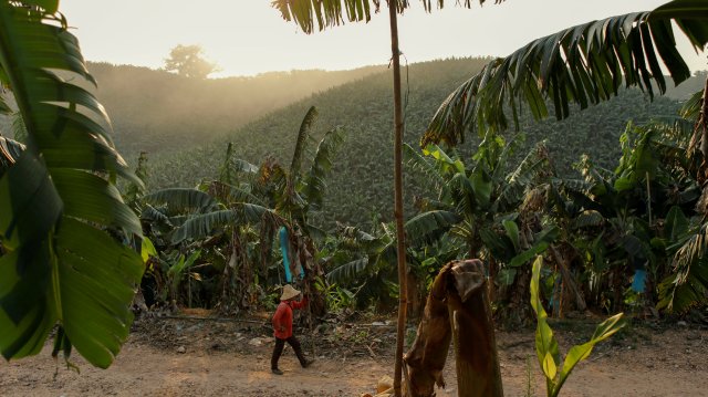 A Chinese-owned banana plantation in Laos. China is currently building a railway line through the country.